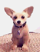 dogdog
