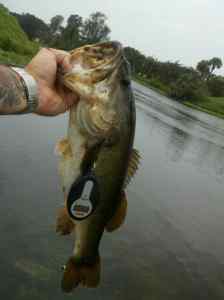 Nice 4lber in Hidden Canal Hot Spot South Florida