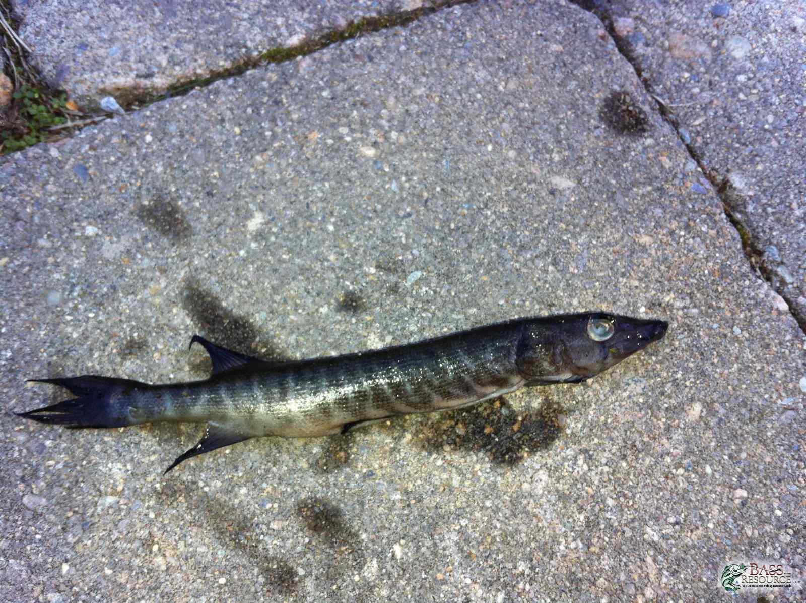 Snakehead