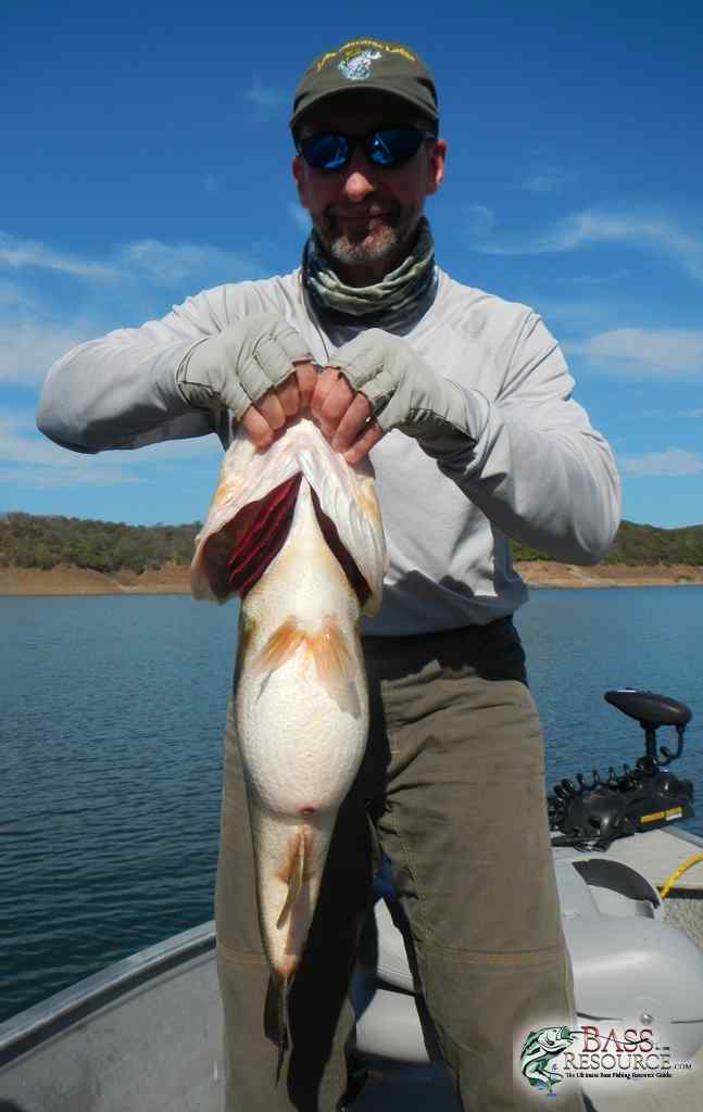 10 Lb Fatty