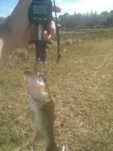 03.11.14 Turkey Lake 3rd Bass