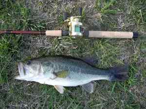 2014 04 11 18in 2.75lb LMB Pomeroy   1st CQ14