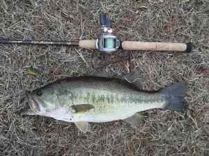 2011 02 07 22in 5.31lb LMB Catherine