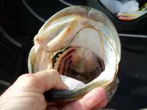 2014 06 29 24in 7.41lb LMB Spring   mouth