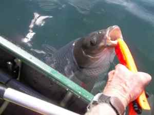 2014 10 01 43in 38.5lb grass carp Cantebury   mouth