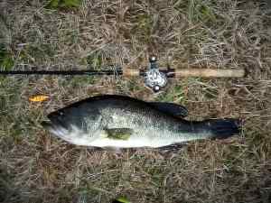 2013 12 05 25in 6.28b LMB Pomeroy