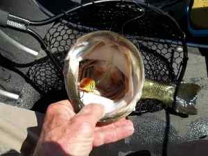 2014 08 14 24in 7.65lb LMB Spring Wart