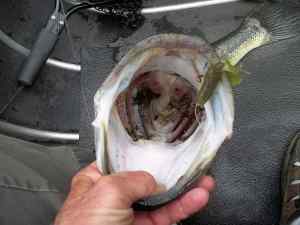 2014 09 13 24in 4.58lb LMB Spring mouth