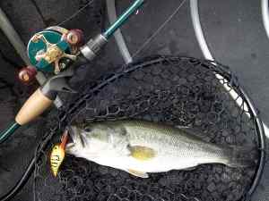 2500C W bass