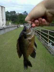 Blue gill.