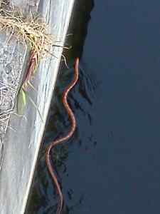 Snake