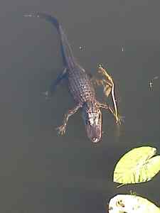 Little gator.