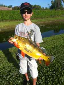 Peacock Bass