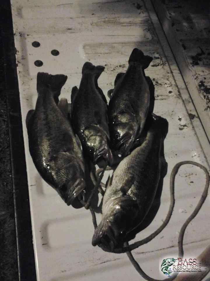 Honey Hole