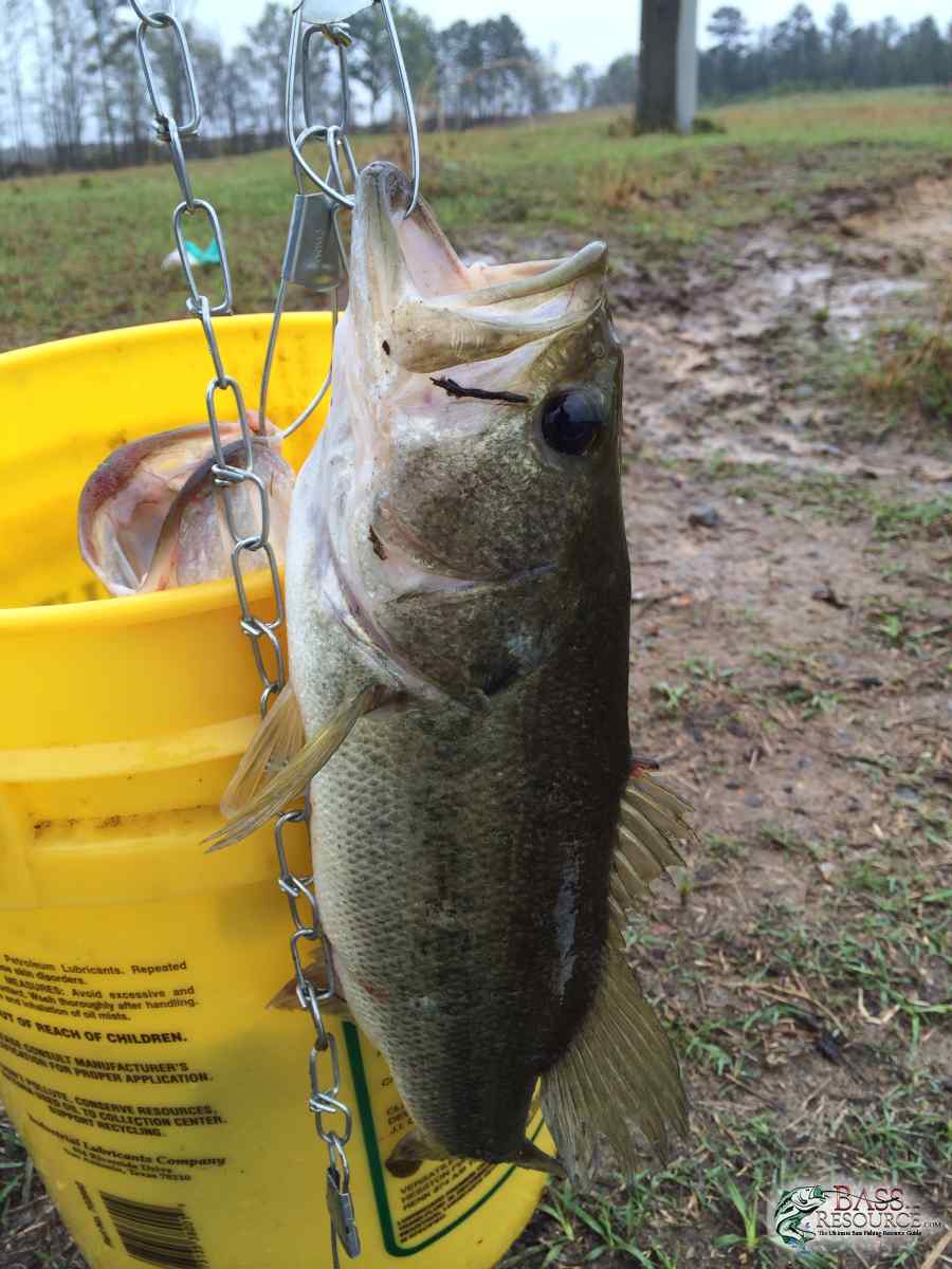 A bucket full of fish. - Fishing Albums - Bass Fishing Forums