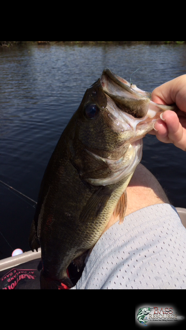 honey hole 2015 