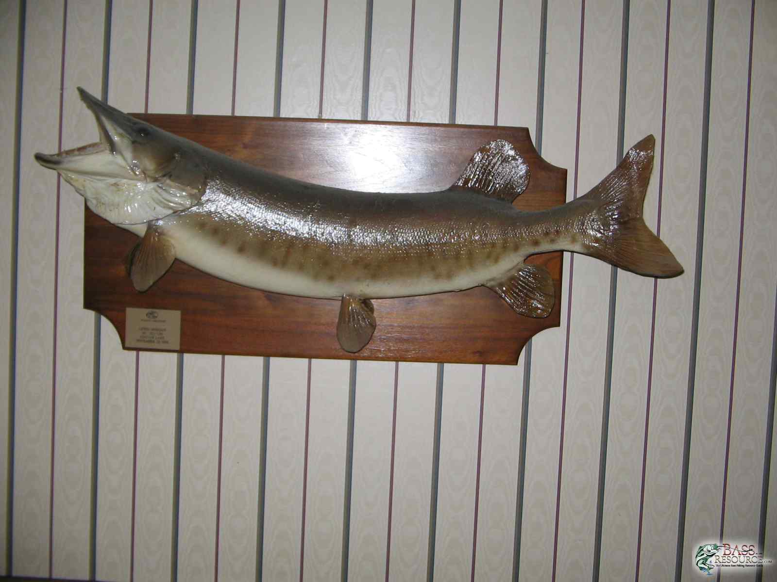 Various fish caught ect.
