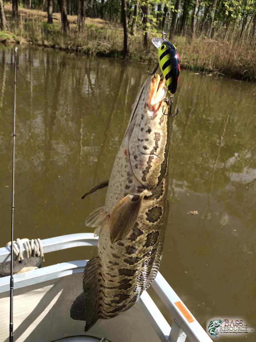 Snakeheads