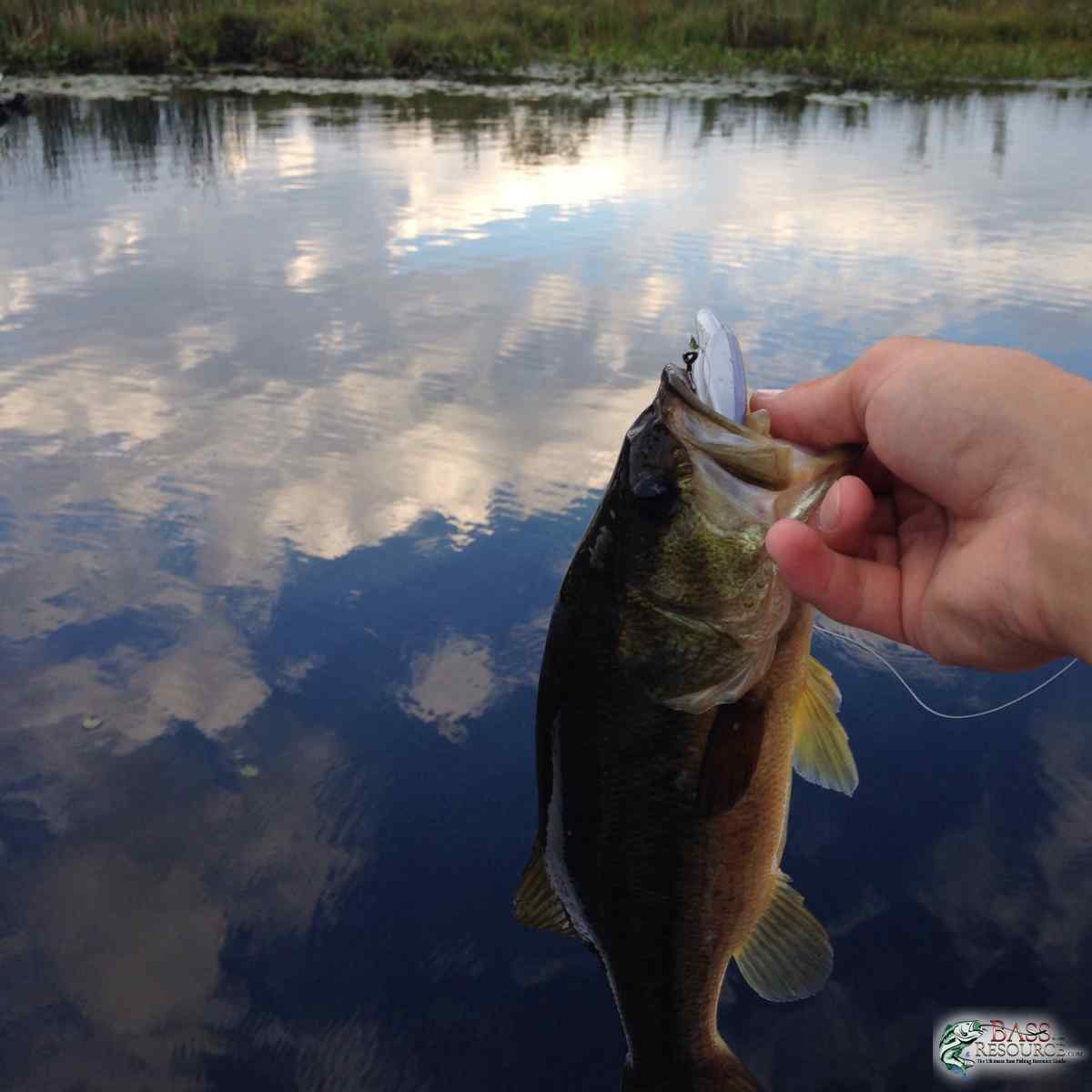 Largemouth