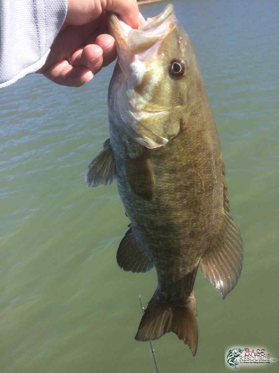 Smallmouth