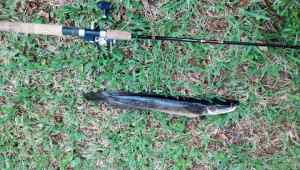 snakehead 5.27.13