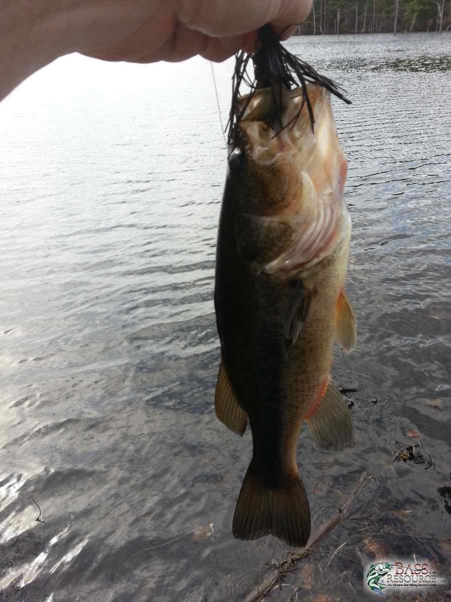 David's fish