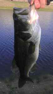NICE BASS!