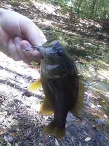 Bream