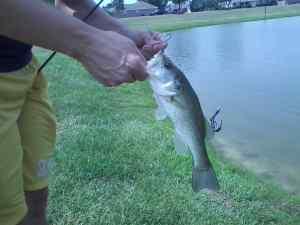 Small Largemouth