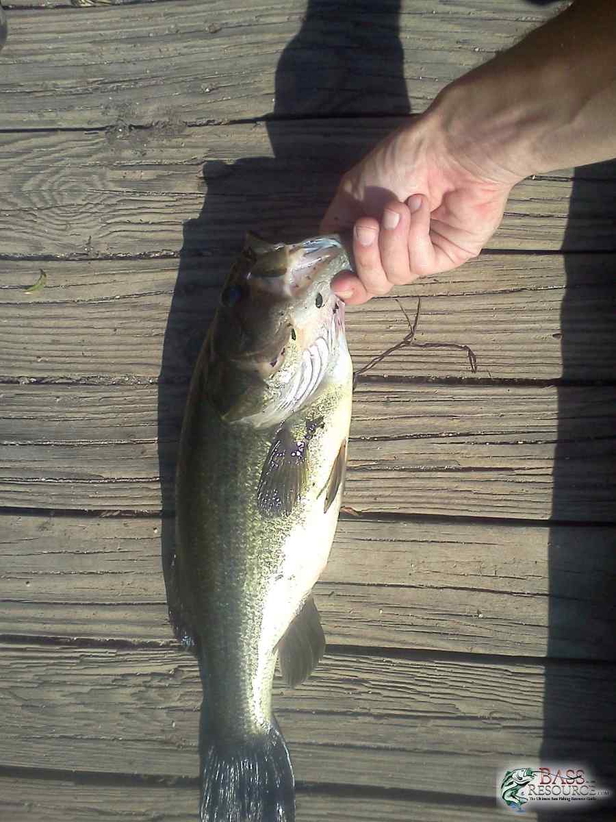 Greg's Fish