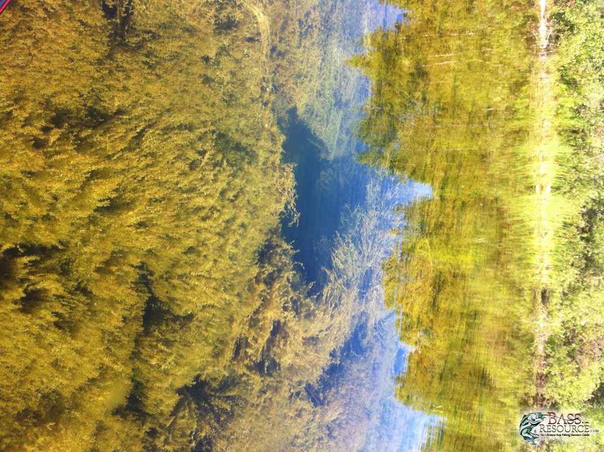 Pond Vegetation