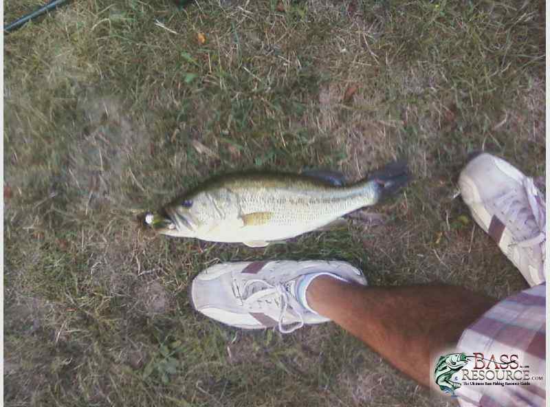 Random Fish