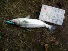 Stripper caught mid morning on Saluda River