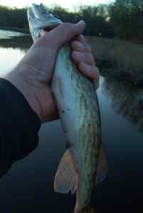 Mar. 20, 2013   Lake Tuckahoe (2)