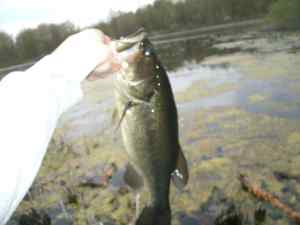 April 2012 Largemouth