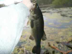 April 2012 Largemouth