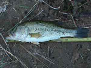 June 2012 Largemouth