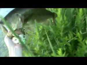 2012 Summer Largemouth