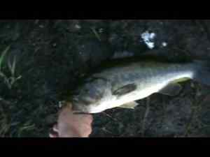 2012 Summer Largemouth
