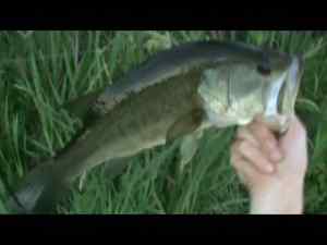 2012 Summer Largemouth