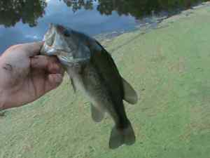 2012 Summer Largemouth