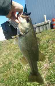 t-rigged smallie beaver