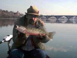 Tidal Potomac Walleye