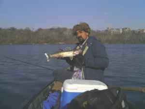 Tidal Potomac Walleye