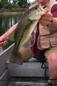 nice fatty