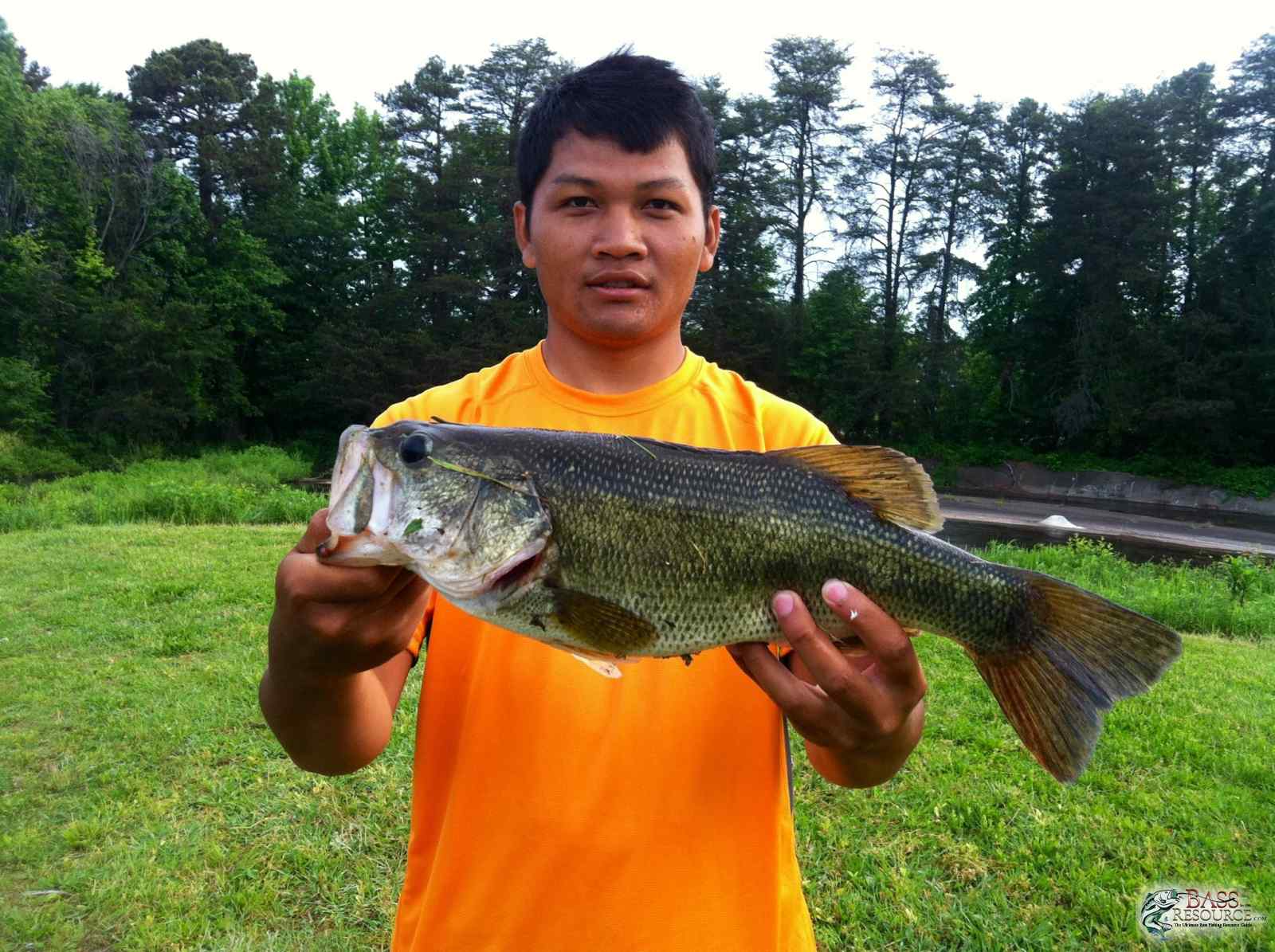Fish