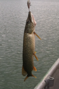 damn pike