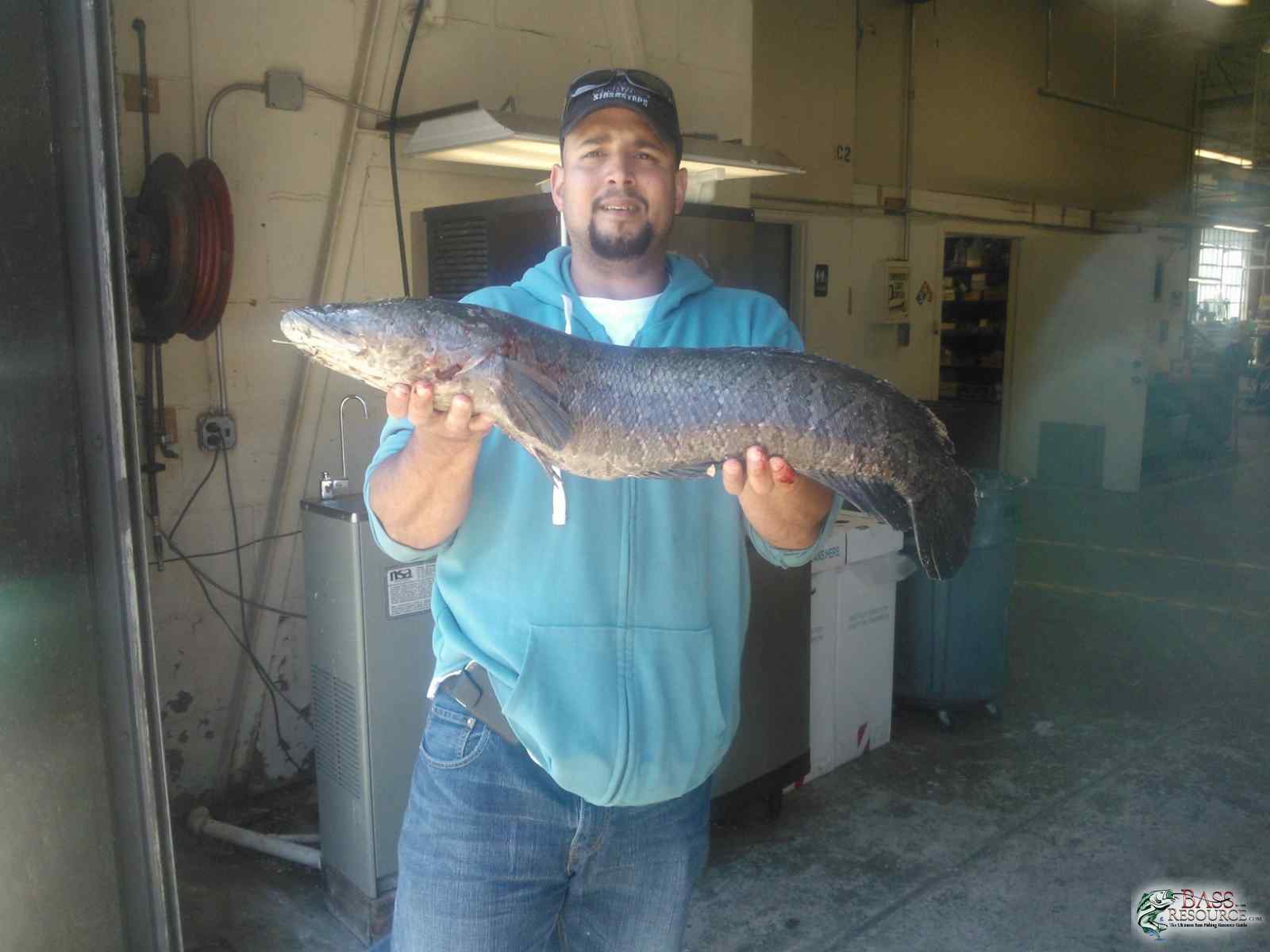 Catches