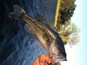 photo55 skinny bass