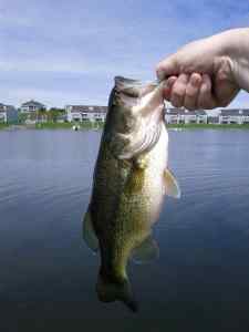 Finicky in Delavan